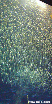 Japanese pilchard, Port of Nagoya Public Aquarium