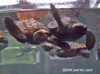 Sea Turtle, Port of Nagoya Public Aquarium