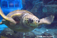 Sea Turtle, Port of Nagoya Public Aquarium