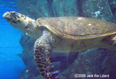 Sea Turtle, Port of Nagoya Public Aquarium