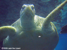 Sea Turtle, Port of Nagoya Public Aquarium