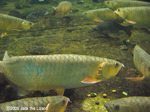 Arowana, Port of Nagoya Public Aquarium