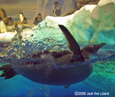 Penguin, Port of Nagoya Public Aquarium