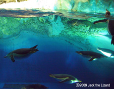 Penguin, Port of Nagoya Public Aquarium