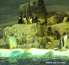 Penguin Pool, Port of Nagoya Public Aquarium
