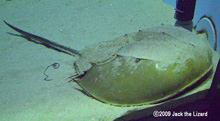 Horseshoe crab, Port of Nagoya Public Aquarium