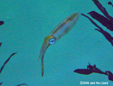 Bigfin Reef Squid, Port of Nagoya Public Aquarium