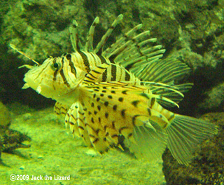 Lionfish, Port of Nagoya Public Aquarium