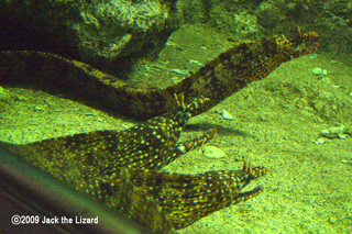 Leopard moray eel, Port of Nagoya Public Aquarium
