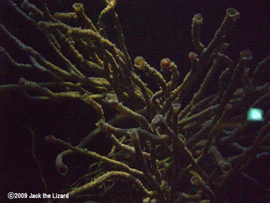 Lamellibrachia satsuma, Port of Nagoya Public Aquarium