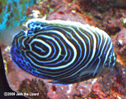 Emperor angelfish, Port of Nagoya Public Aquarium