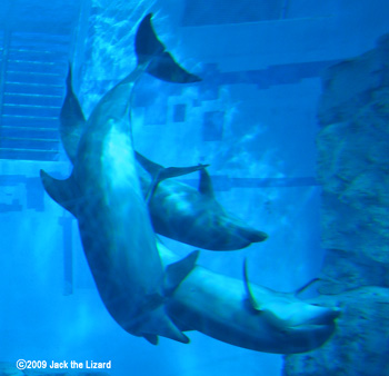 Bottlenose Dolphins, Port of Nagoya Public Aquarium