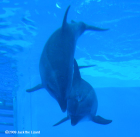 Bottlenose Dolphins, Port of Nagoya Public Aquarium