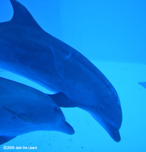 Bottlenose Dolphins, Port of Nagoya Public Aquarium