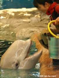 Beluga, Port of Nagoya Public Aquarium