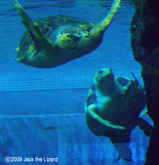 Sea Turtle, Port of Nagoya Public Aquarium