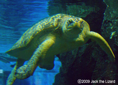 Sea Turtle, Port of Nagoya Public Aquarium