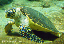 Sea Turtle, Port of Nagoya Public Aquarium