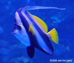 Pennant coralfish, Port of Nagoya Public Aquarium