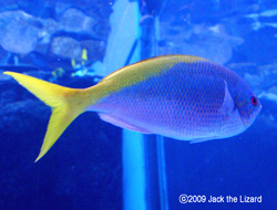 Pearl-spot chromis, Port of Nagoya Public Aquarium