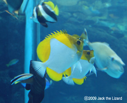 Oriental butterflyfish, Port of Nagoya Public Aquarium