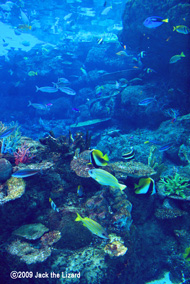 Under the sea tunnel, Port of Nagoya Public Aquarium