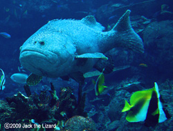 Giant grouper, Port of Nagoya Public Aquarium