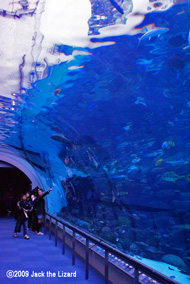 Under the sea tunnel, Port of Nagoya Public Aquarium