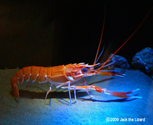 Japanese lobster, Port of Nagoya Public Aquarium