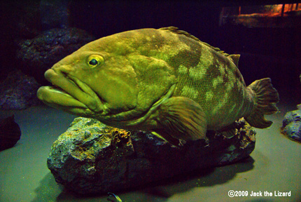 Longtooth grouper, Port of Nagoya Public Aquarium