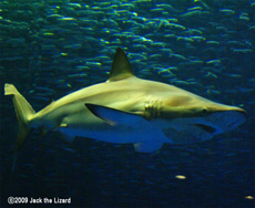 The copper shark, Port of Nagoya Public Aquarium