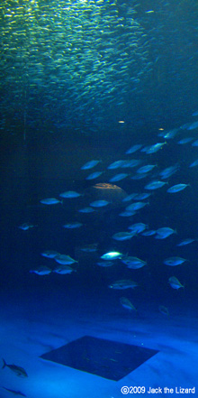 The Japanese pilchard, the Pacific bluefin tuna, the skipjack tuna and the Japanese Spanish mackerel, Port of Nagoya Public Aquarium
