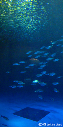 The Japanese pilchard, the Pacific bluefin tuna, the skipjack tuna and the Japanese Spanish mackerel, Port of Nagoya Public Aquarium