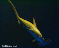 The scalloped hammerhead, Port of Nagoya Public Aquarium