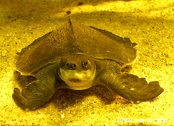 The Pig-nosed Turtle, Port of Nagoya Public Aquarium