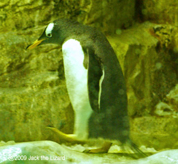 The Gentoo Penguin, Port of Nagoya Public Aquarium