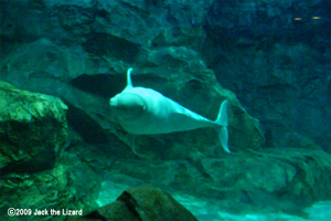 Beluga, Port of Nagoya Public Aquarium