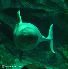 Beluga, Port of Nagoya Public Aquarium