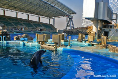 Bottlenose Dolphins, Port of Nagoya Public Aquarium