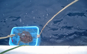 The departure of the loggerhead sea turtles to the new world