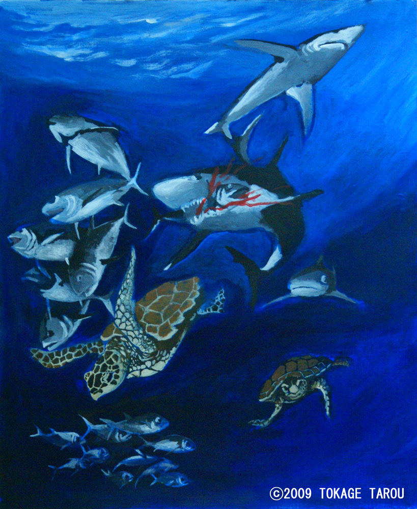 Sea turtle, sharks, bigeye tuna, swordfish