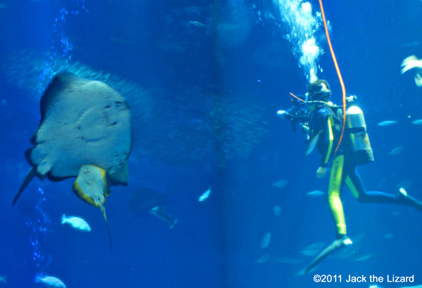 Ibaraki Prefectural Oarai Aquarium