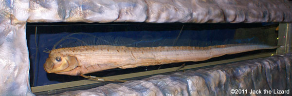 oarfish, Ibaraki Prefectural Oarai Aquarium