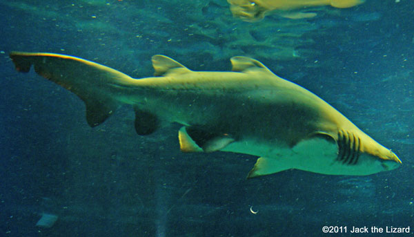Sand tiger shark, Ibaraki Prefectural Oarai Aquarium