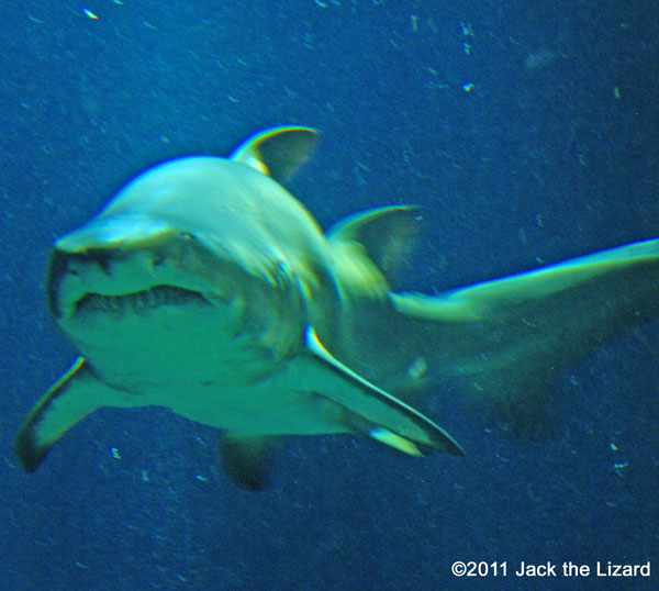 Sand tiger shark, Ibaraki Prefectural Oarai Aquarium