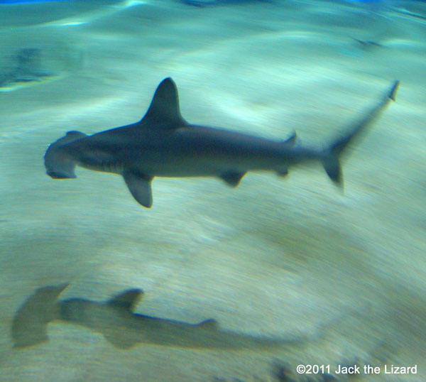 Scalloped hammerhead