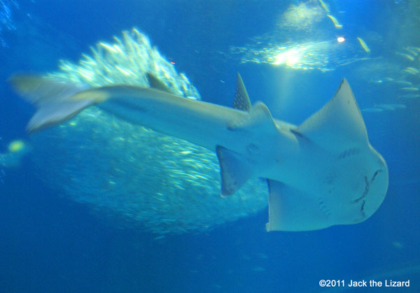 Bowmouth guitarfish, Ibaraki Prefectural Oarai Aquarium