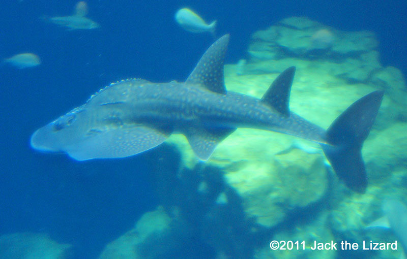 Bowmouth guitarfish, Ibaraki Prefectural Oarai Aquarium