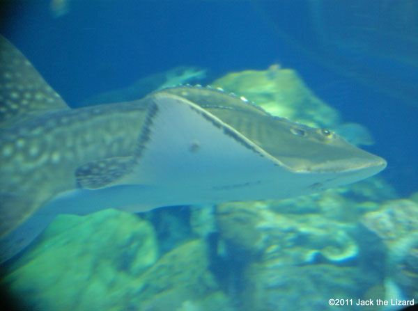 Bowmouth guitarfish, Ibaraki Prefectural Oarai Aquarium