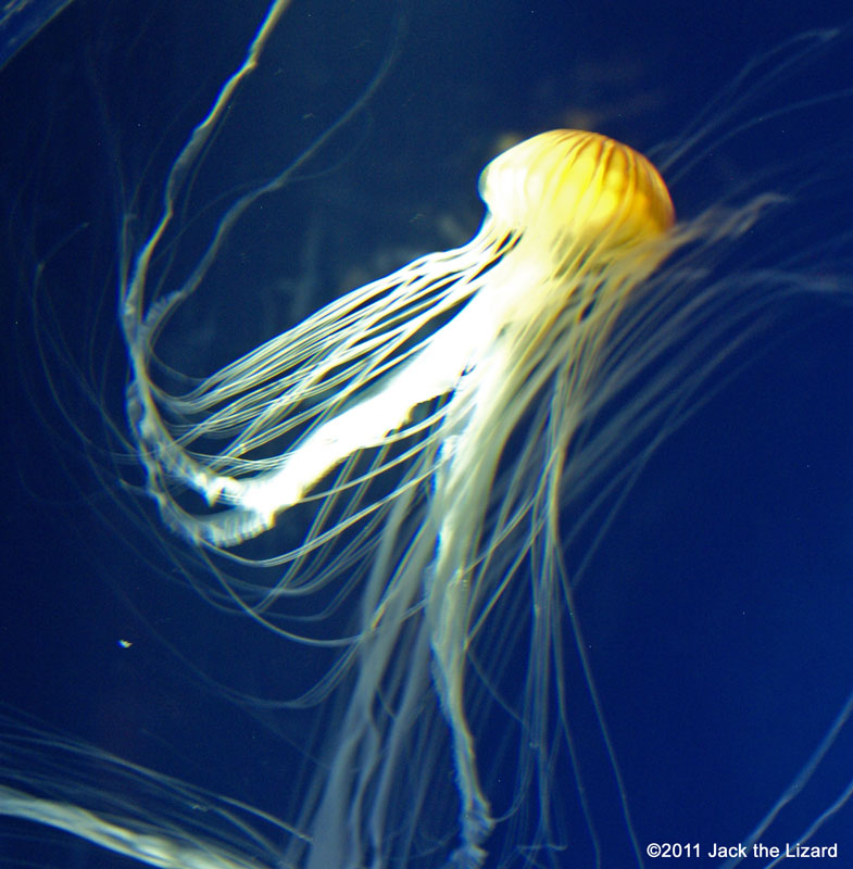 Brown jellyfish, Ibaraki Prefectural Oarai Aquarium